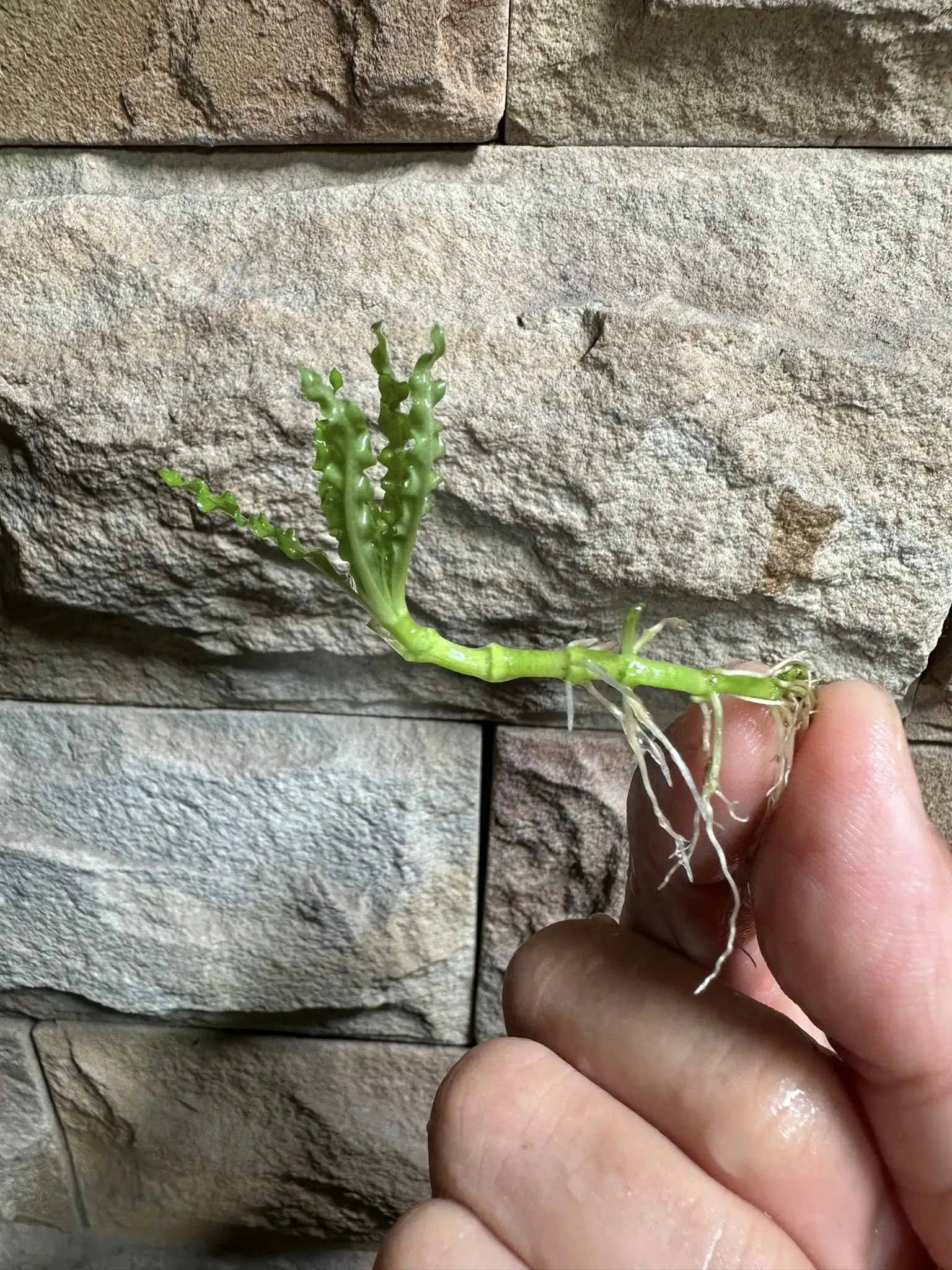 Aquascaping steps - Connecting - IAPLC 2025 Honor Prize - Long Tran Hoang / Vietnam